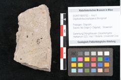 Foto (Objekt + Etikett) von Glyptostrobus europaeus Brongniart (NHMW-GEO-2024-0188-6762)
